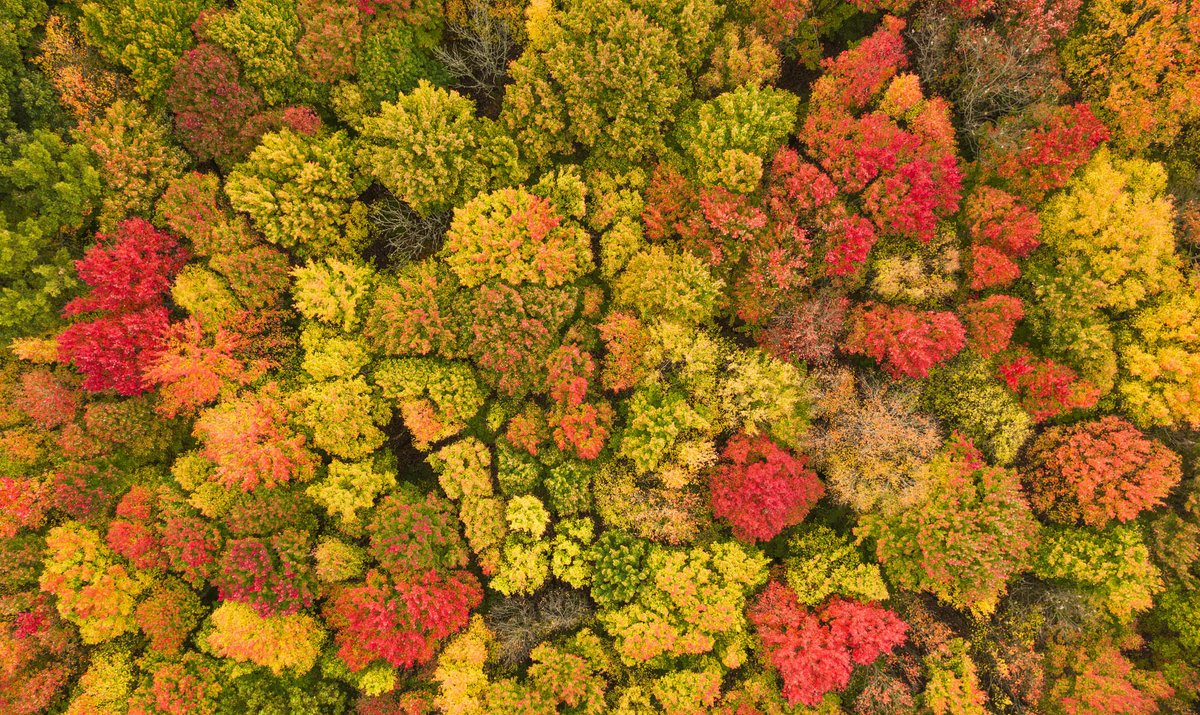 Crown shyness--the tops of trees forming around each other without touching, resulting in a puzzle-piece affect, tree edges matching neighbors. It may reduce the spread of leaf-eating insects. Color adjustments on  Sharp NEC PA311D-BK-SV displays. <a href="/sharpnec/">アオイ</a>.