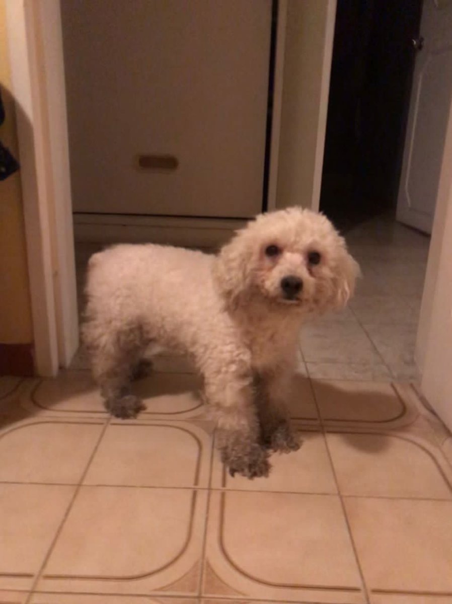 yaracalcagno's tweet photo. Difundo. Perrito encontrado hoy 25 de octubre ,en la autopista sentido oeste,a la altura del final del jardín botánico justo donde está el elevado sobre la autopista,se ve en buenas condiciones solo sucio, esperemos este perdido ayuden a difundir teléfono de contacto 04128044495 https://t.co/heOZnWQxXY
