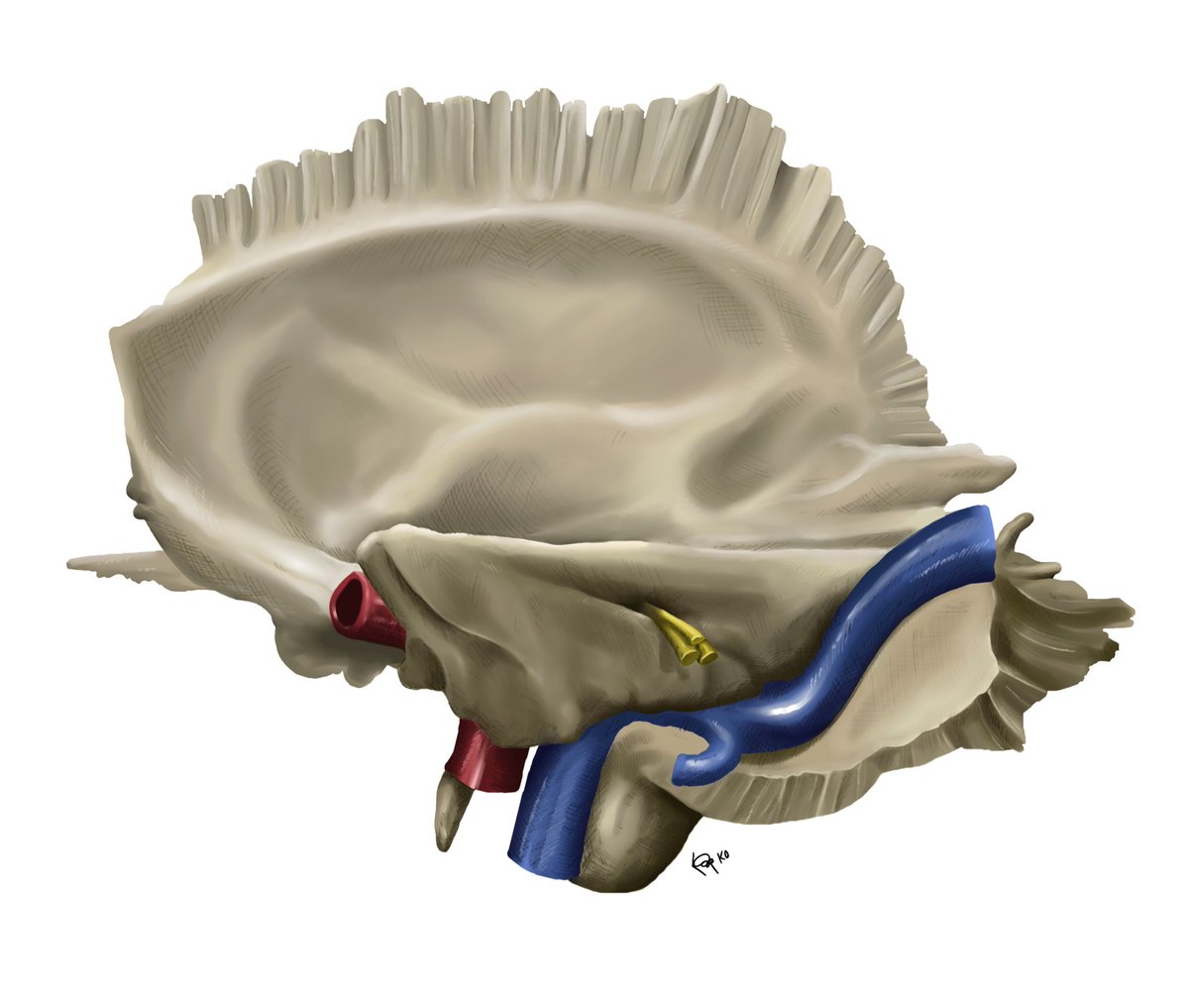#neurosurgery #neuro #art #anatomy #neuroanatomy #digitalart #procreate #medicine #medicalart #medicalillustration #illustration #vein #artery #vessels #nerves #temporalbone #learningbydrawing