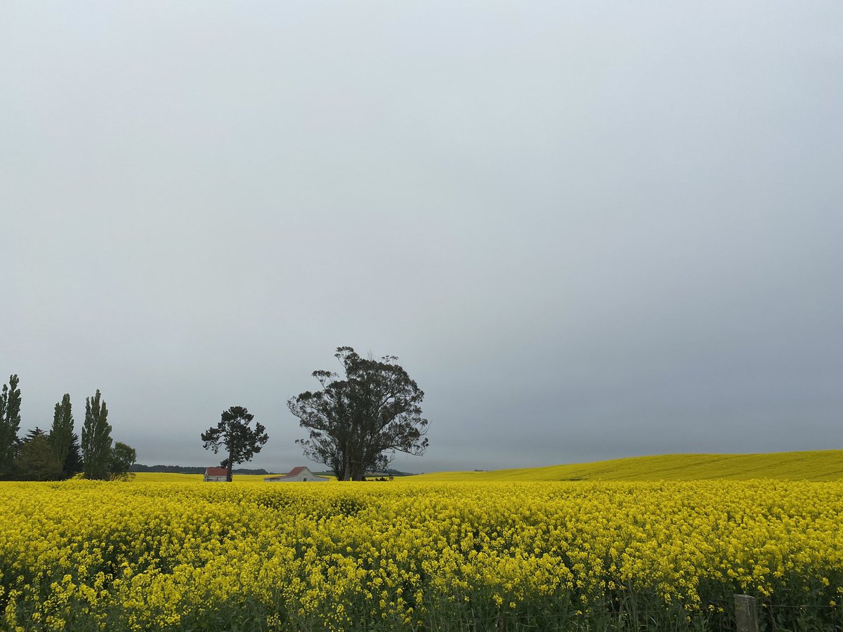 My view today - fields of gold