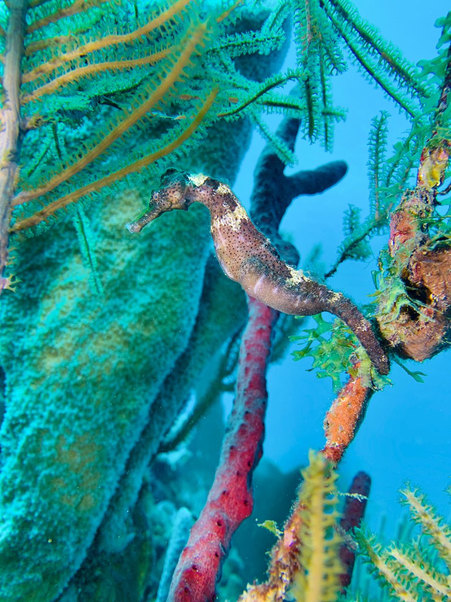 scuba_franny's tweet photo. H is for Hippocampus reidi, the Longsnout Seahorse! One of the most sought after fishes for underwater photographers &amp; fun divers alike - seahorses are always a treat to find! Fun fact: they have no stomachs and have to constantly eat to survive! #FishABC #FishTeam #seahorse https://t.co/xl0bVlMWcY
