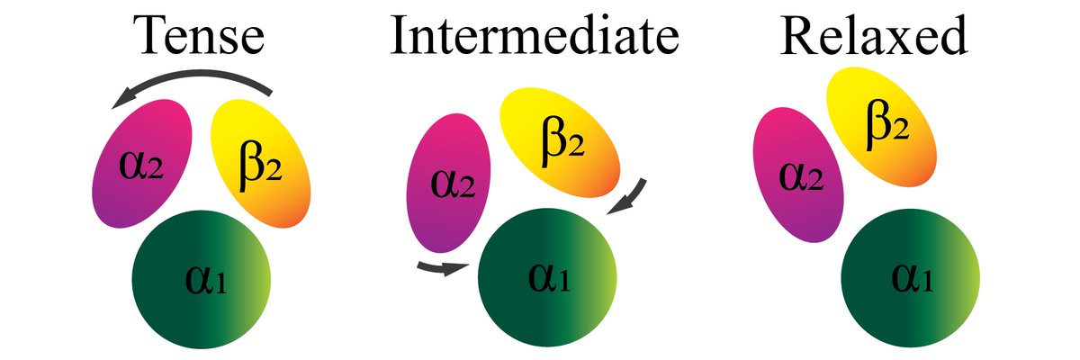 New study by <a href="/cdsiisc/">IISc Computational and Data Sciences</a> researchers provides novel insights into the aggregation of mutant haemoglobin in sickle cell anaemia, marking an important step forward in our understanding of the disorder.
iisc.ac.in/novel-insights…
#IIScresearch