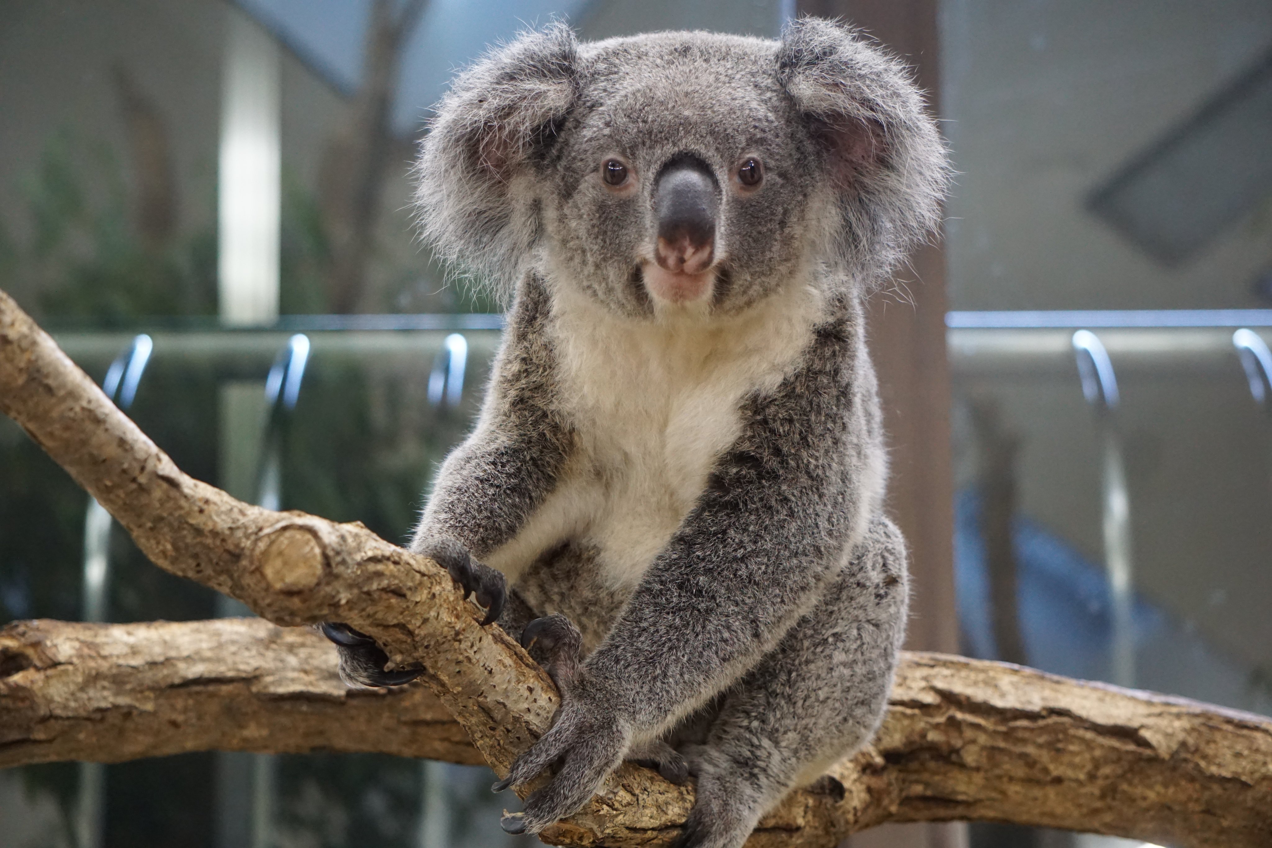טוויטר 埼玉県こども動物自然公園 公式 בטוויטר 11月15日に コアラのコハルが横浜市立金沢動物園にお引越しすることになりました 希少動物であるコアラの新しいペア形成や繁殖をめざすためです コハルは19年4月2日当園うまれで そろそろ繁殖適齢期 少し