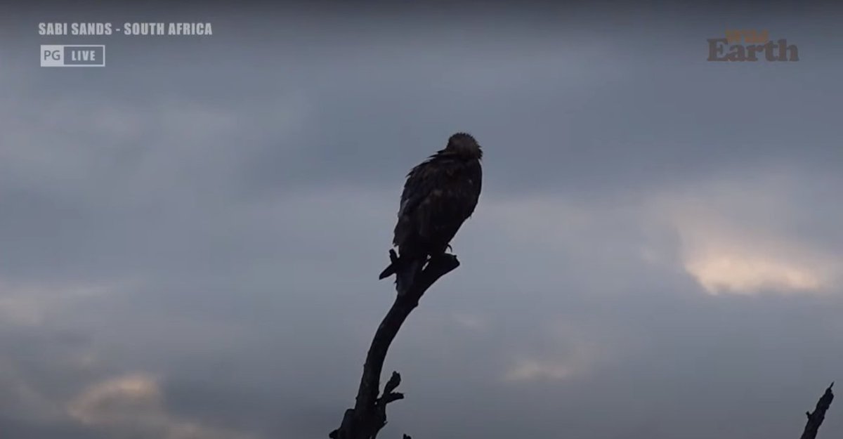 Meaghan_Edwards's tweet photo. A sampling of the bushveld life @WildEarth #WildEarth #biodiversity #biodiversityandyou #Tsemba #June #Navela #vultures #TawnyEagle https://t.co/67tF5Qhyov