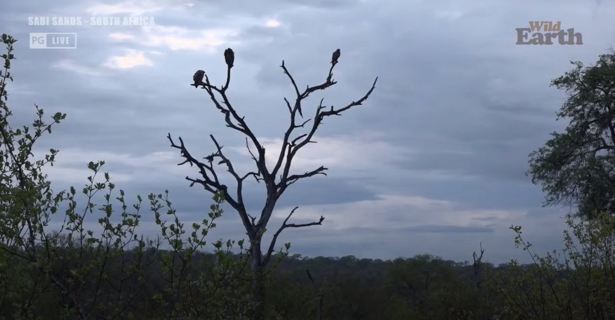 Meaghan_Edwards's tweet photo. A sampling of the bushveld life @WildEarth #WildEarth #biodiversity #biodiversityandyou #Tsemba #June #Navela #vultures #TawnyEagle https://t.co/67tF5Qhyov