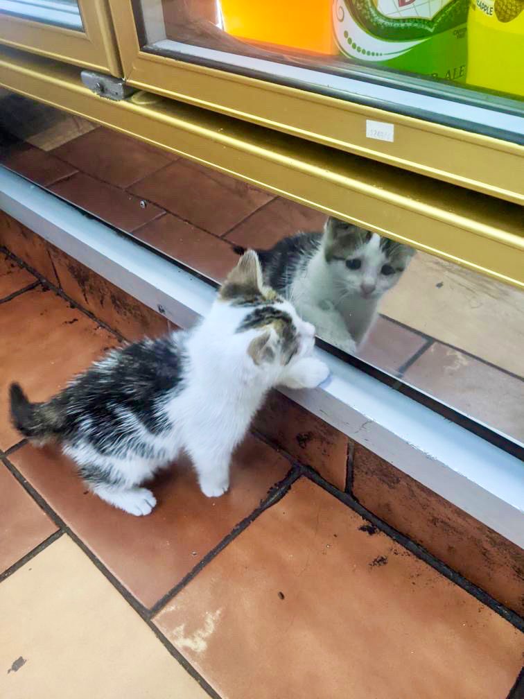 Bodegacats_'s tweet photo. https://t.co/Vy1YaELHMb