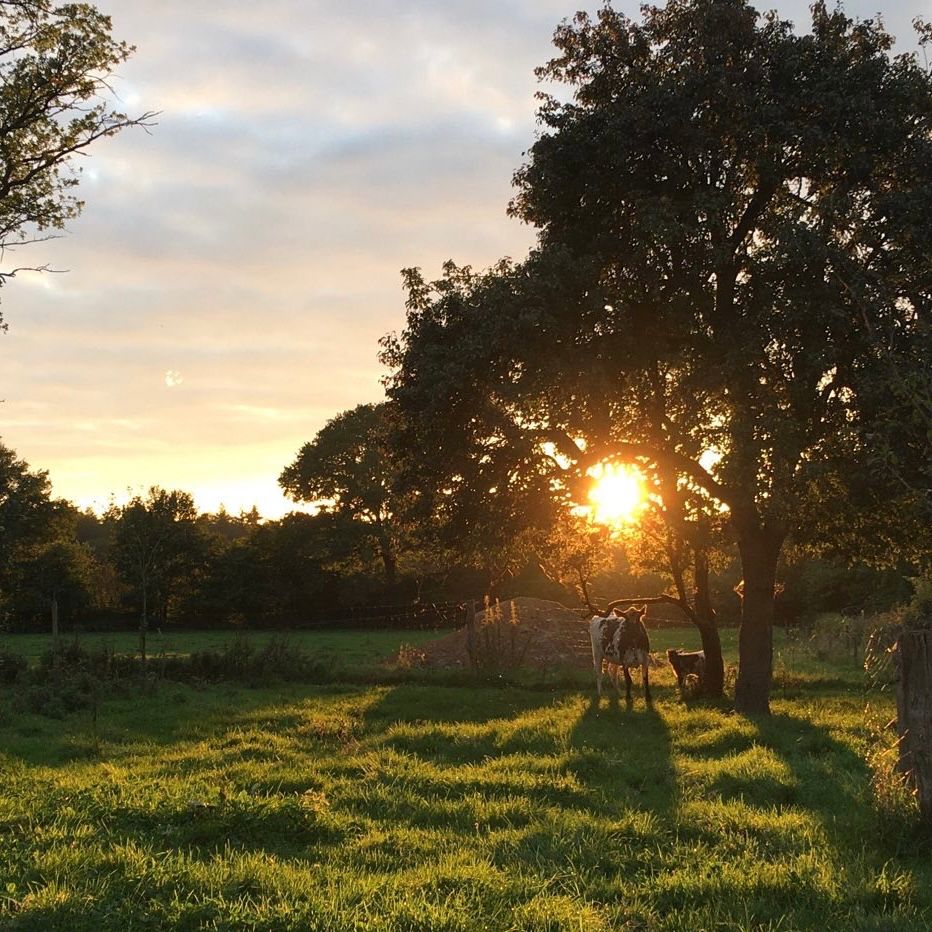 Sonnenuntergang in Lutzhorn ☀️ #bauernhof
