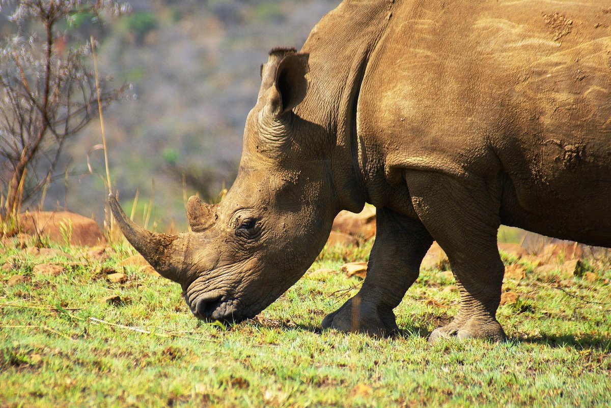 FanileMkhize's tweet photo. A young White Rhino girl mows the lawn. Isn't she beautiful? Well balanced on her sturdy hands https://t.co/m9qhX7ldL3