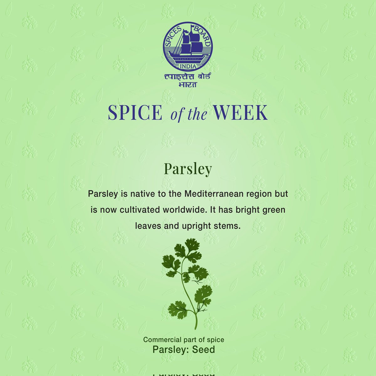 Spices_Board's tweet photo. Parsley leaves and roots are popular as condiments and garnish worldwide. It is rich in nutrition and offers numerous health benefits.
@DoC_GoI
#spicesboardindia #SpicesBoard #spiceoftheweek #spicesofindia #spicespark #indianspices #spicesandherbs #spicestore #spices https://t.co/Wt59n502IR