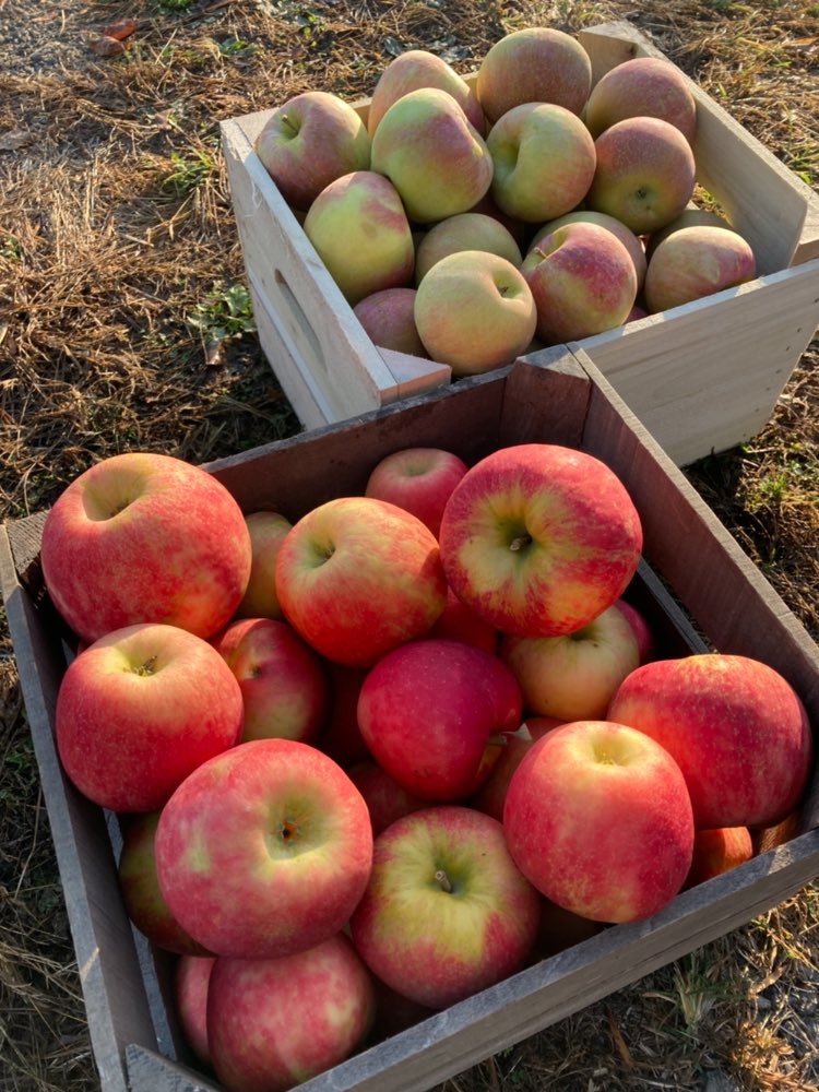 You may be thinking all things pumpkin at this time of year, but it’s the apple that’s really shining in Pennsylvania right now. Tuesday morning on @CBSPhilly, we go to <a href="/ILoveThatPlace/">Linvilla Orchards</a> to see what’s behind Linvilla Orchards’ best apple crop ever. See you then! 🍎🍏✨