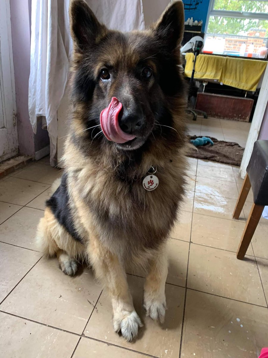 gsrescueelite's tweet photo. What day is it Levi ?
Of course it's #TongueOutTuesday 👅 
#dogs #GermanShepherd #tuesdayvibe #Tuesday https://t.co/faONJhJHcx