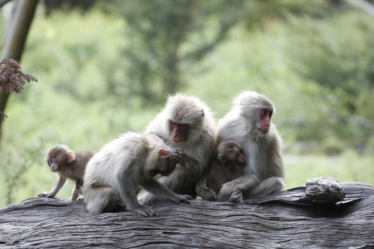 The President and Executive Board of Kyoto University: Please stop Kyoto University from closing the Primate Research Institute. - Sign the petition ! chng.it/j5z5RRQ9 via <a href="/ChangeFrance/">Change.org France</a>