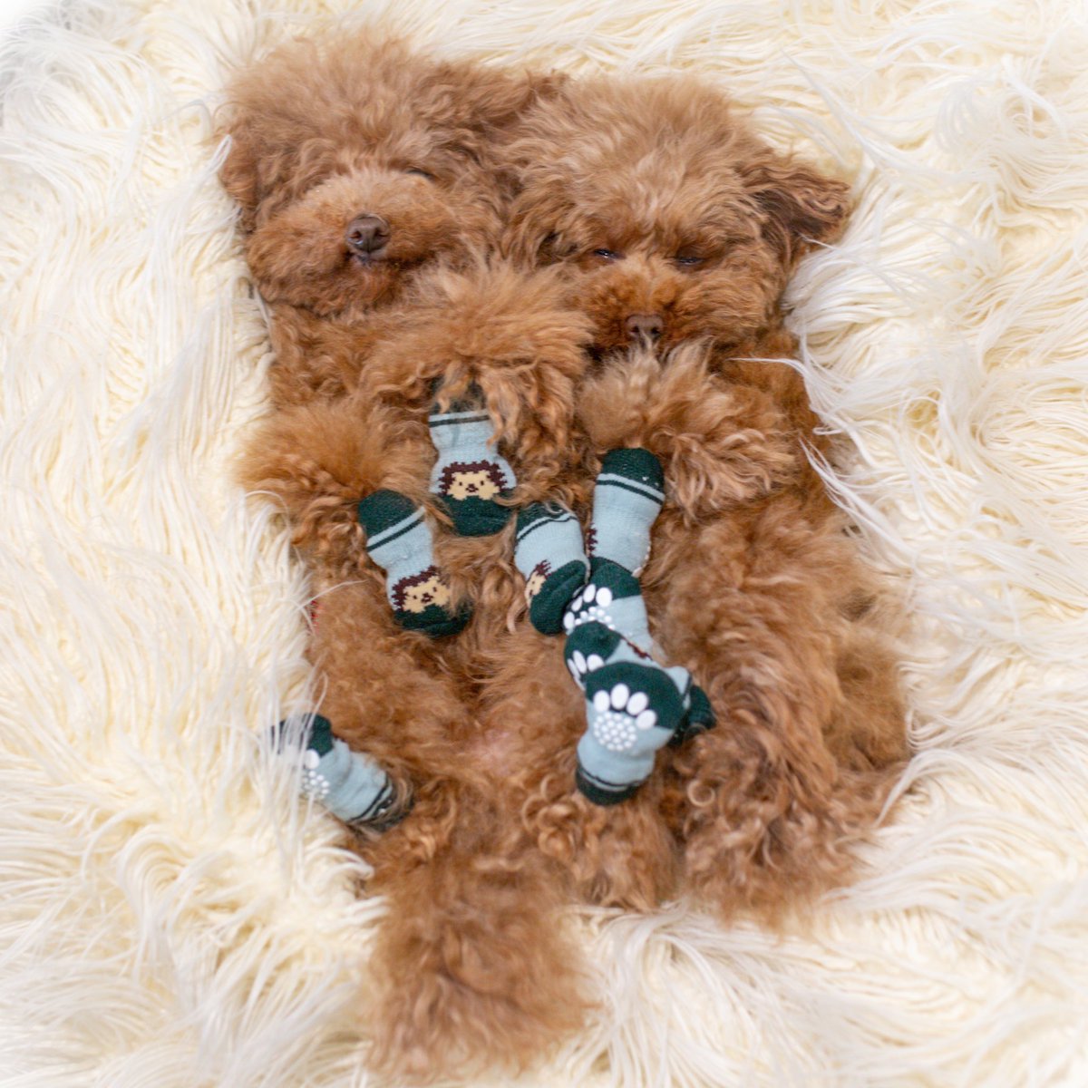 kedama_melb's tweet photo. すやすや。

#toypoodle #snuggleisreal #トイプードル　#犬好きさんと繋がりたい #犬のいる暮らし https://t.co/UrFq2aJ82r