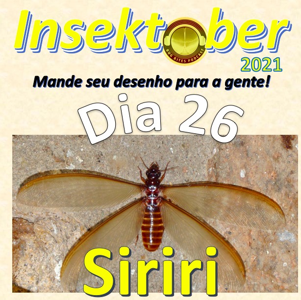BugBitesPodcast's tweet photo. Siriri é o nome dado aos cupins #alados (isto é, com asas), que tipicamente se acasalam em #revoadas logo após chuvas, na primavera-verão. Aleluia é outro nome para estes #insetos, que logo após cairem no chão, se livram das #asas e formam casalzinhos, um andando atrás do outro. https://t.co/UkNGH15tYZ