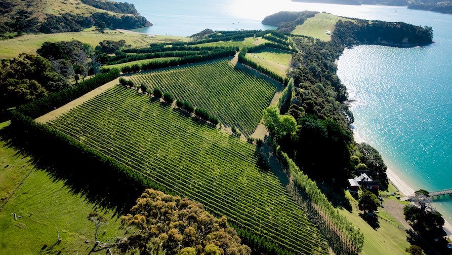 Regan McCaffery tweet media