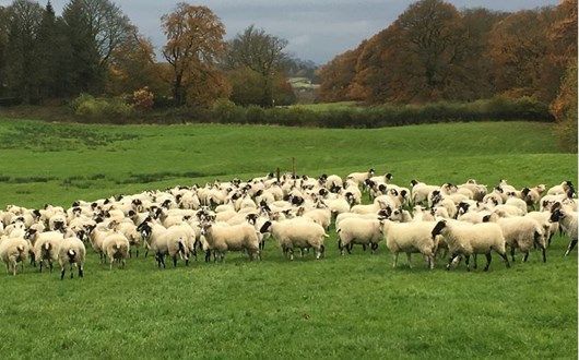 SynergyFarmVets's tweet image. 🐑TEAM SHEEP 🐑
AHDB Challenge Sheep: Testing for anthelmintic resistance 2 Nov 21, Hornsbury Mill, Chard, Somerset 5pm - 7pm
Ensuring the health and productivity of your flock, Phil Pearse joined by our very own Nicky Ogden, Elanco's Matt Colston. Info - buff.ly/3AX2KUe