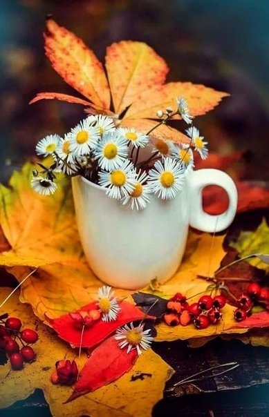 Доброе утро картинки новые осенние. Прекрасного осеннего утра. Дождливое утро осени. Холодное осеннее утро. С добрым осенним.