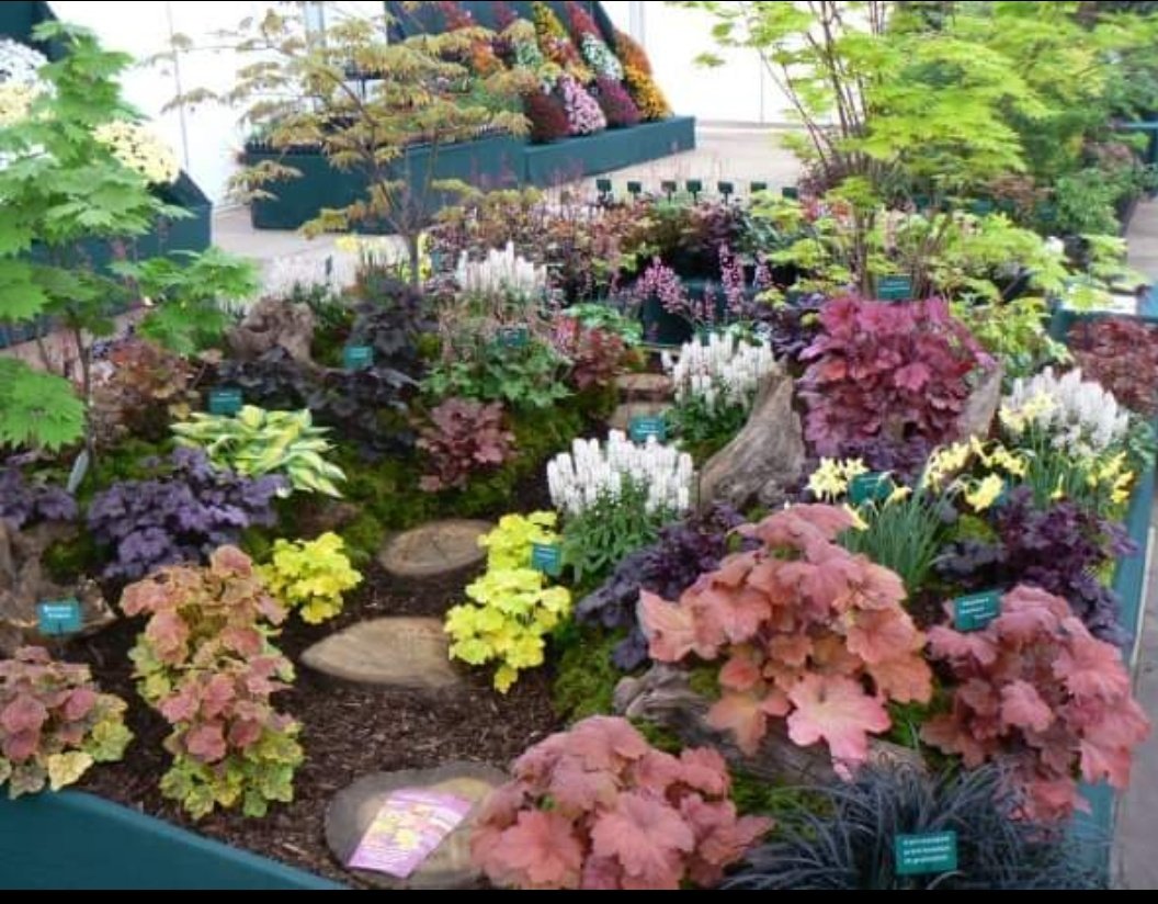 plantagogo's tweet photo. Throw back Tuesday @rhs Cardiff show..many years ago
Sadly it isn't happening next year 😭
It was always the start to the show calender for us
Now @HarrogateFlower will be our first show 2022 😊
The white flowers are #Tiarellas
#Heuchera
#Heucherella
#Tiarella
#springshows https://t.co/FNbQPIX85D