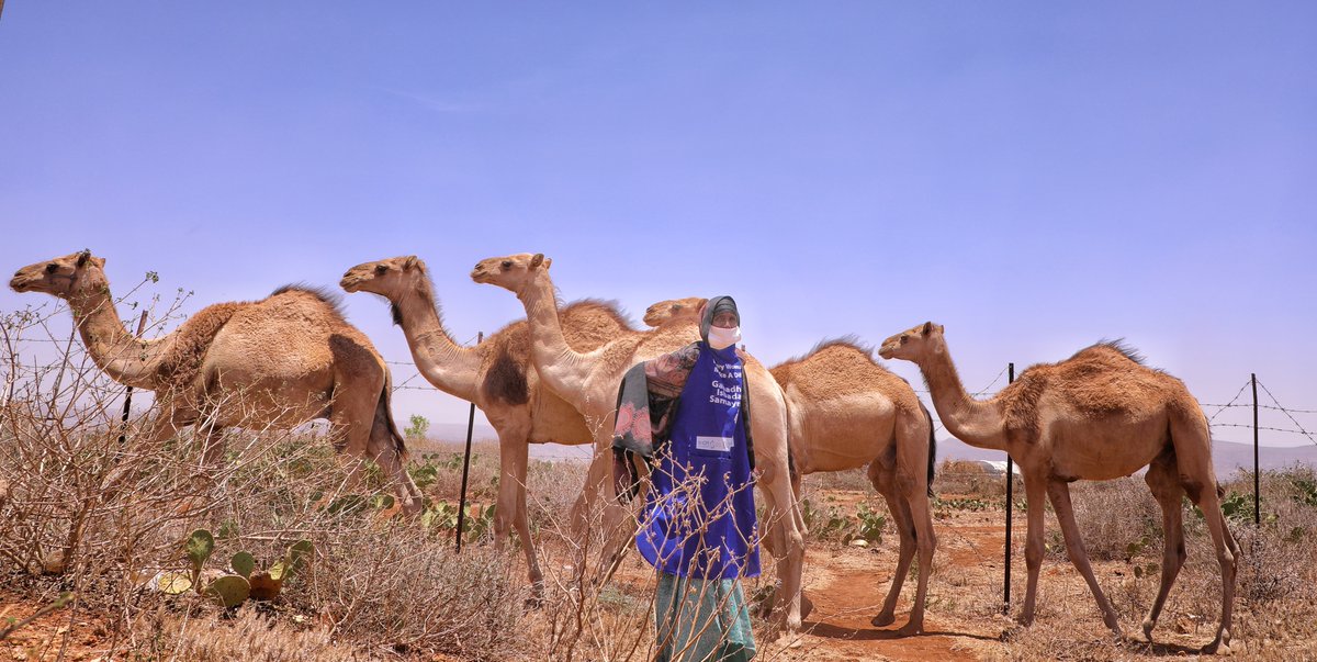 UNmigration's tweet image. ✔️Create work opportunities 
✔️Empower women  
✔️Strengthen communities  
 
In Ethiopia’s Oromia and Somali regions, IOM and partners implement projects to help internally displaced persons and female-headed households: bit.ly/3BdLXMV