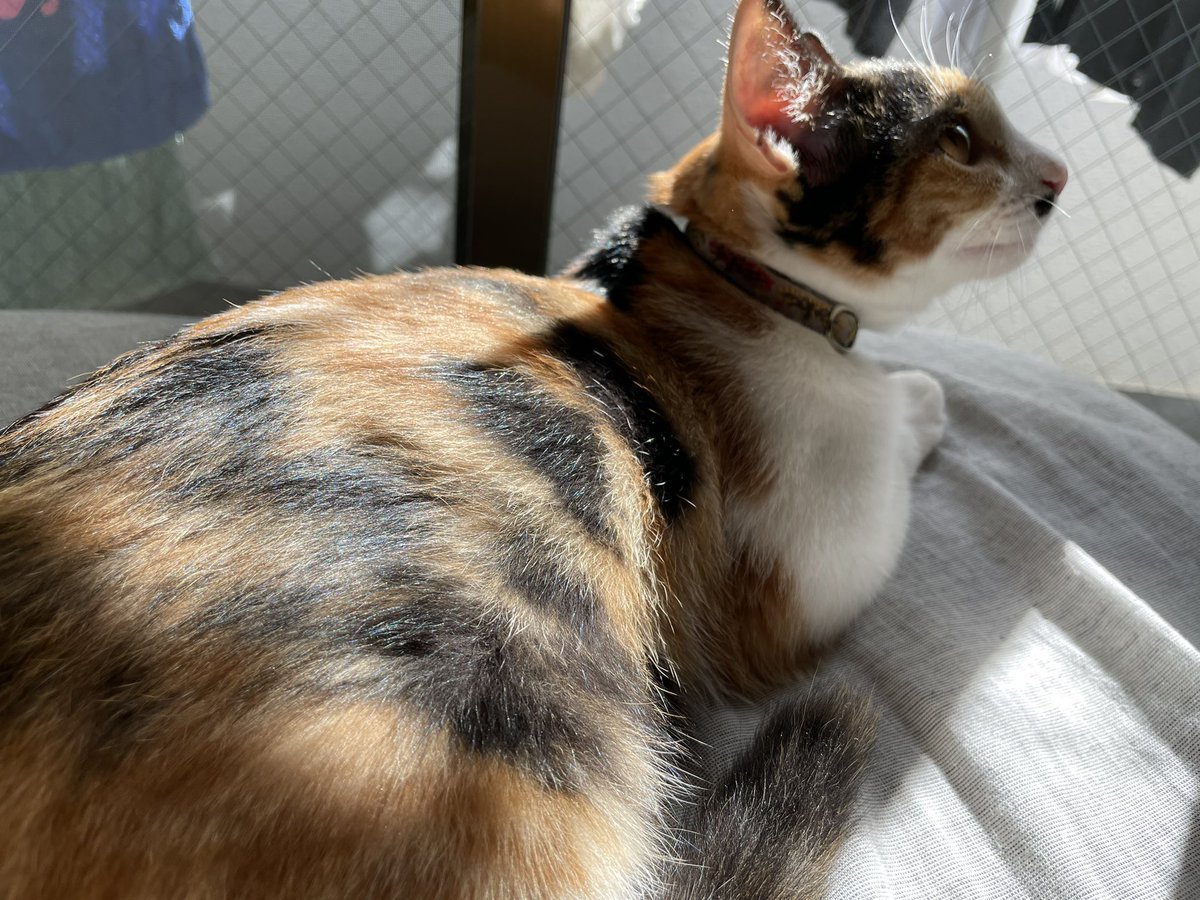 tette_95's tweet photo. 日々の成長が微笑ましい🐈 https://t.co/pisSIKuHiJ