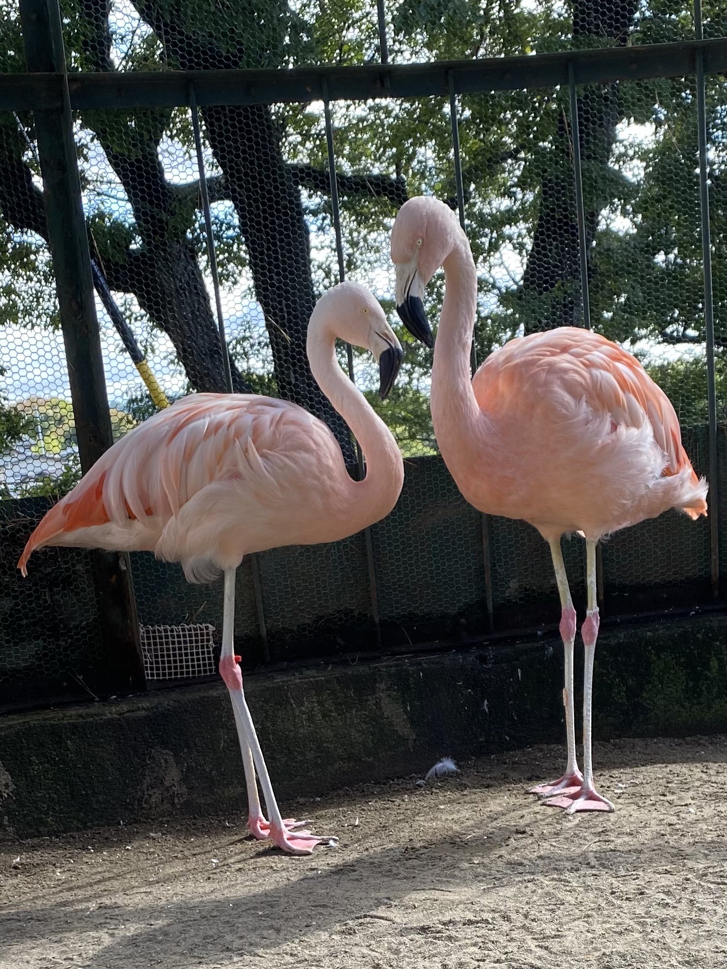 小諸市動物園 公式 ピンクが綺麗なフラミンゴたち ハート の形が取れたので 皆様にお裾分けです フラミンゴ ハート 小諸市動物園 リニューアル工事のため休園中 T Co Vfwkvxhvr7 Twitter