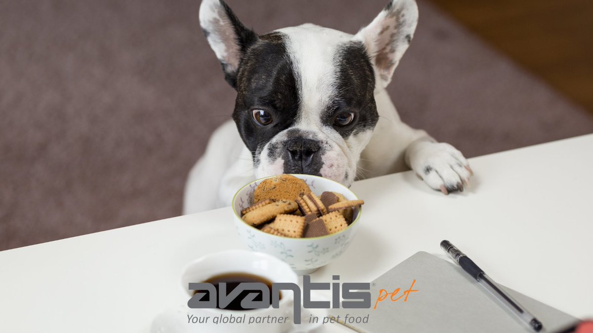 How well are you keeping up with the latest trends in the market? Have you thought about having an online shop just yet?
Here is a great read on the benefits of having an eCommerce shop for your pet business.
avantispet.com/en/blog/benefi…