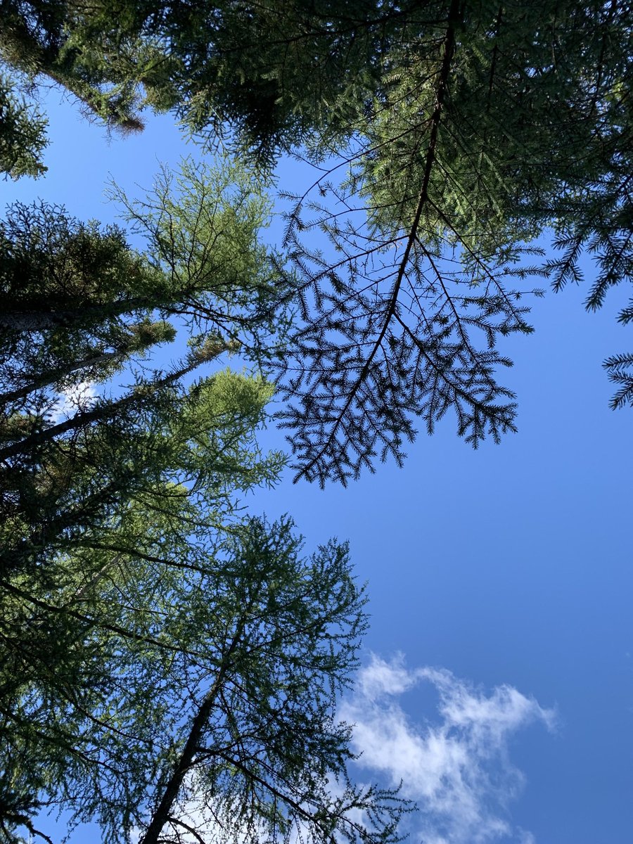 ShyByDefault's tweet photo. Pretty neat view I would say. #rrm #nature #forest #outdoors #environnement #USask #saskatchewan #ducklake #hike https://t.co/CEtgzWiqkt