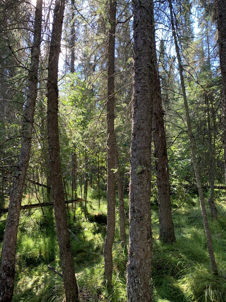 ShyByDefault's tweet photo. Pretty neat view I would say. #rrm #nature #forest #outdoors #environnement #USask #saskatchewan #ducklake #hike https://t.co/CEtgzWiqkt