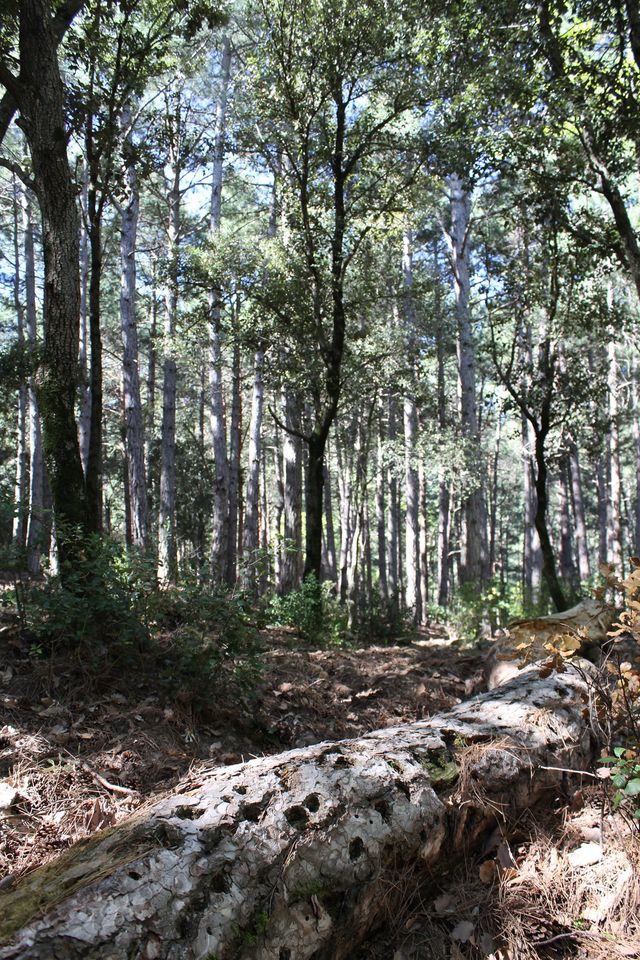 Obrim inscripcions per al bany de bosc que organitza el #PNINPoblet i <a href="/SelvansONG/">Fundació Sèlvans</a> 
📌Serà dissabte 13 de novembre al matí.

Places limitades, cal inscripció. 
Més info 👉 ow.ly/jyhL50GxM95