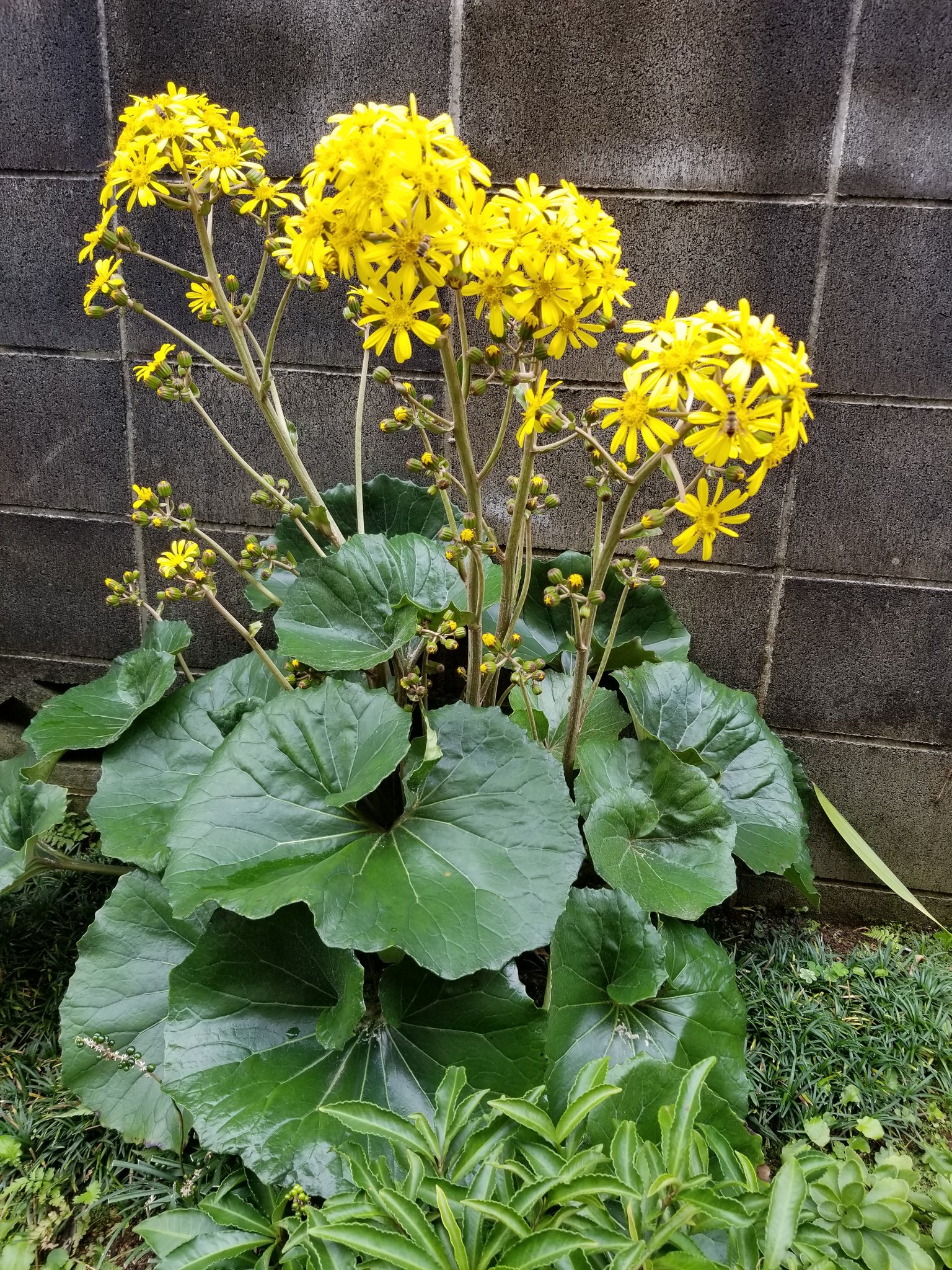 わたぐも ツワブキの花が見頃です 花言葉は 謙譲 困難に負けない 困難に傷つけられない そんなツワブキが満開の今日です 眞子さん 困難に負けずに幸せになってください 御結婚 おめでとうございます T Co Mocbnankdf Twitter