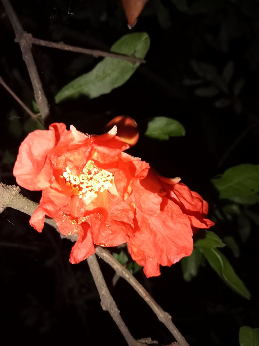RALucky4's tweet photo. pomegranate flower https://t.co/SUrJcKN8nU