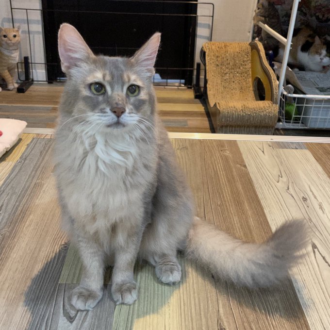 保護猫カフェ鶴橋店のtwitterイラスト検索結果