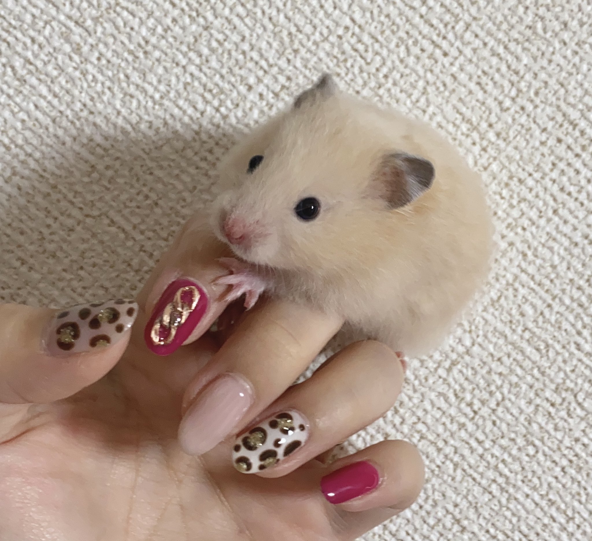توییتر ののの در توییتر New Nail セルフネイル 秋ネイル セリアジェル キンクマハムスター T Co Hpnqmhp2t0 توییتر ののの در توییتر New Nail セルフネイル 秋ネイル セリアジェル キンクマハムスター T Co Hpnqmhp2t0