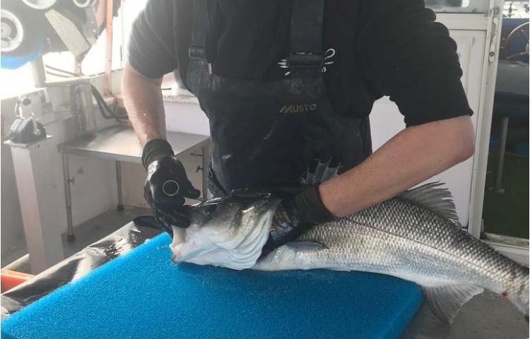 bjegou's tweet photo. La filière #pêche veut davantage encadrer le marché du #poisson #ikejime @FranceAgriMerFR @CNPMEM #Anop #Fedopa #criées #mareyage #poissonniers #FranceFilièrePêche https://t.co/f08pdiunPT via @_lemarin https://t.co/xmfPpqgJvd