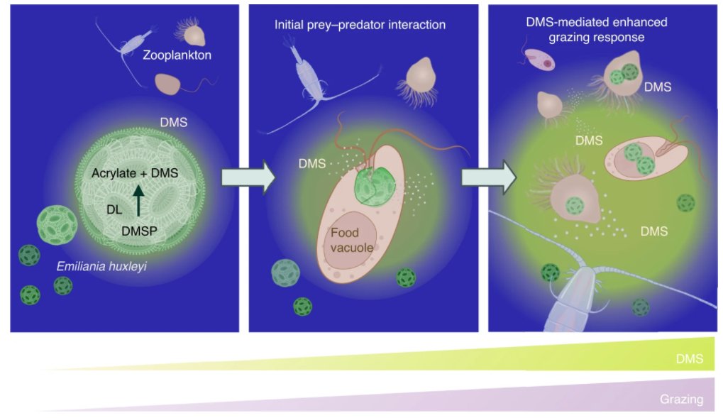 @vardilab tweet media