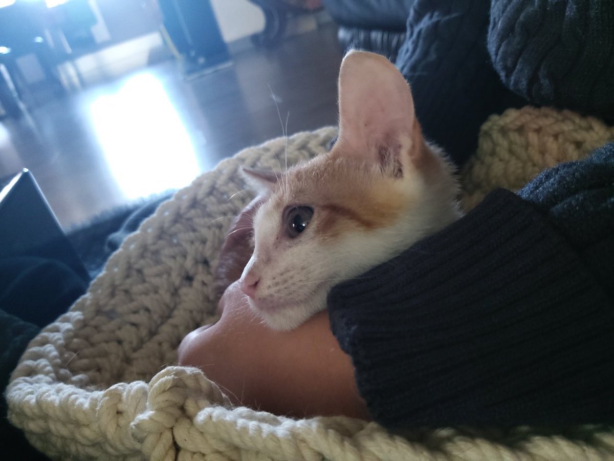 saintmillthecat's tweet photo. 밀이는 임보처에서 지내며 사람에게 사랑받는 법을 배웠고, 그 이상으로 사람을 사랑할 줄 알게 되었어요. 이제는 밀이가 평생 가족과 함께 사랑과 행복으로만 가득 찬 시간들을 보내길 바랍니다🧡✨ https://t.co/WnAJ9LKQCe