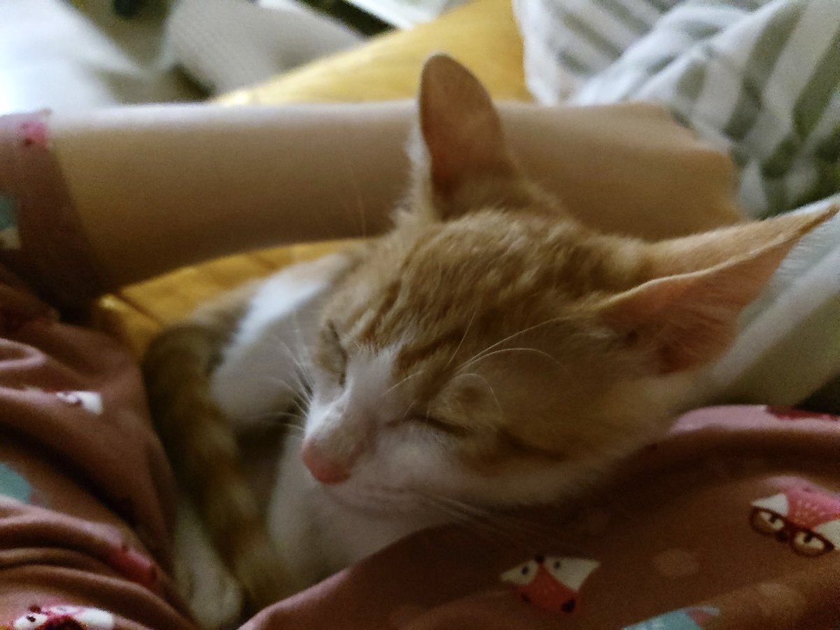 saintmillthecat's tweet photo. 밀이는 임보처에서 지내며 사람에게 사랑받는 법을 배웠고, 그 이상으로 사람을 사랑할 줄 알게 되었어요. 이제는 밀이가 평생 가족과 함께 사랑과 행복으로만 가득 찬 시간들을 보내길 바랍니다🧡✨ https://t.co/WnAJ9LKQCe