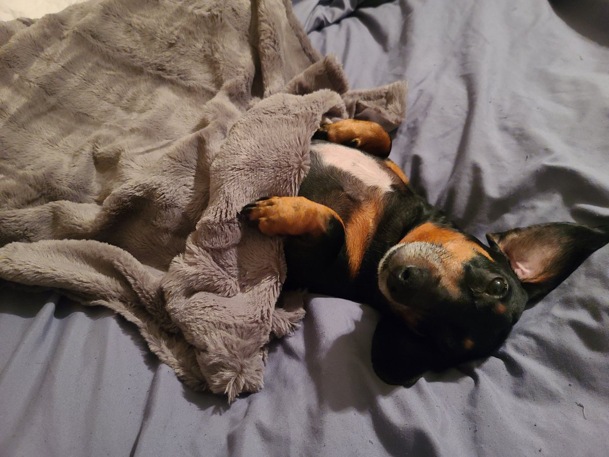 The__Oath's tweet photo. #Smidget is safe from Fauci #FauciLiedDogsDied https://t.co/CRRhqo7Bws