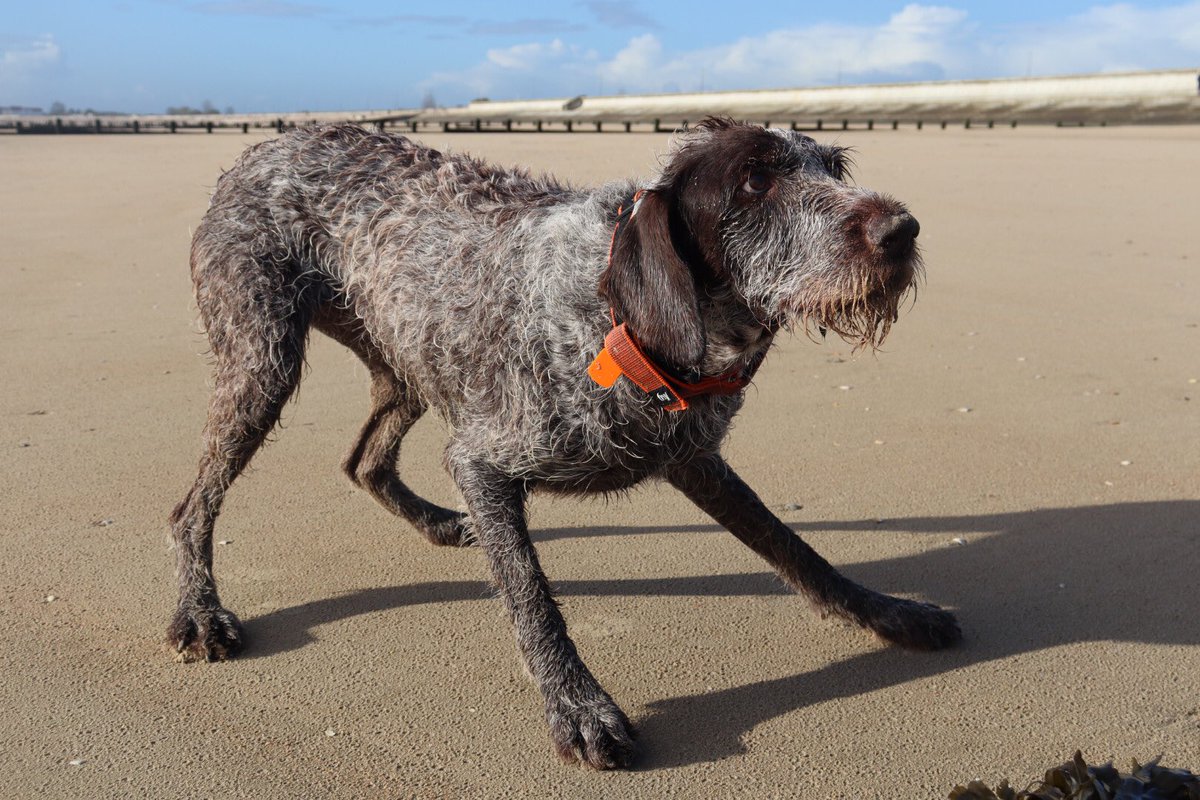 HayhurstBoo's tweet photo. Musical statues #strikeapose #ball #beach #beachlife #focus #love #crazy #dogs #adventure #outdoors #bestlife #model #stop #dogsofinstagram #happyplace #sand #funny #pointerproblems #dogsoftwitter https://t.co/7jJX8wAktk