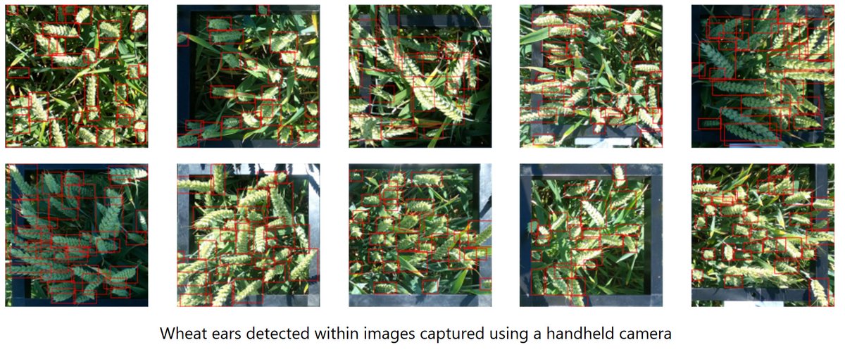 CYBELE_H2020's tweet photo. .@Cybele_H2020 Demonstrator 4 @UniStrathclyde are using Machine Learning to count samples of wheat ears captured from handheld cameras, letting farmers estimate the yield of their fields with greatly reduced labour cost. #Cybele #earthobservation #machinelearning #EU_H2020🇪🇺 https://t.co/hSKM8RD5QL