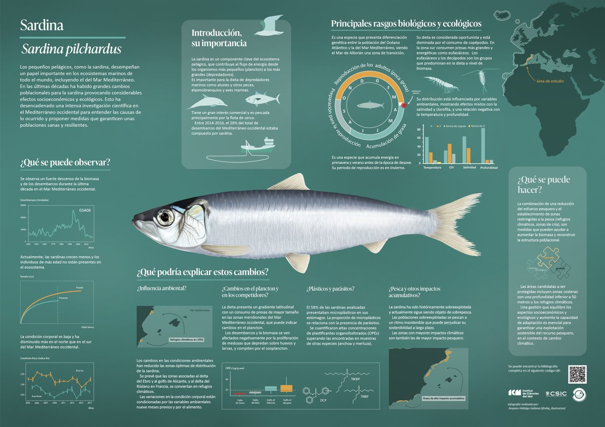 🎣¿Qué sabes de la sardina? 

🚨Es una de las especies más pescadas en el Mediterráneo, pero su futuro es incierto por culpa del cambio global y la presión pesquera.

En el siguiente hilo te explicamos todo lo que necesitas saber sobre la especie⤵️

#PELWEB