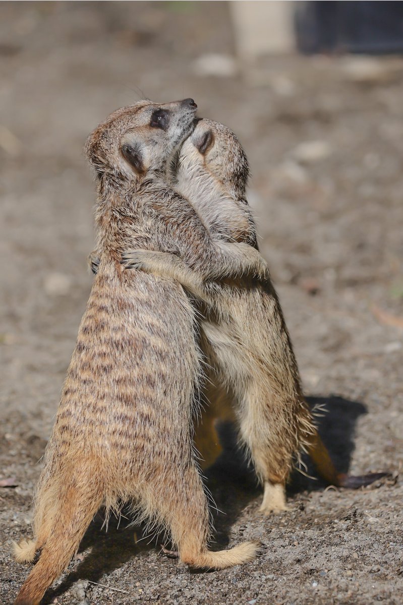 ミーアキャット Twitter Search