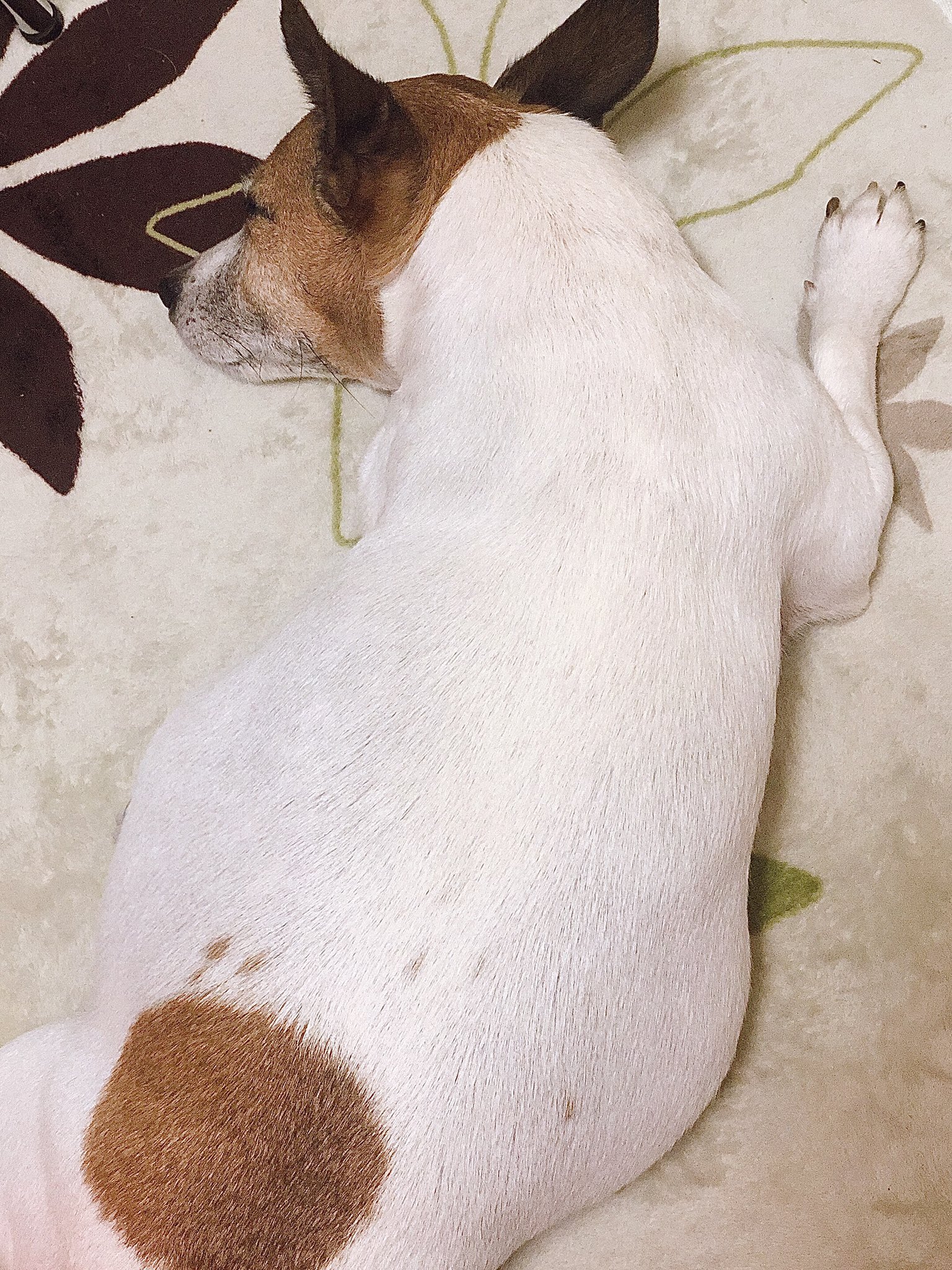 愛犬かわいい Twitter Search Twitter