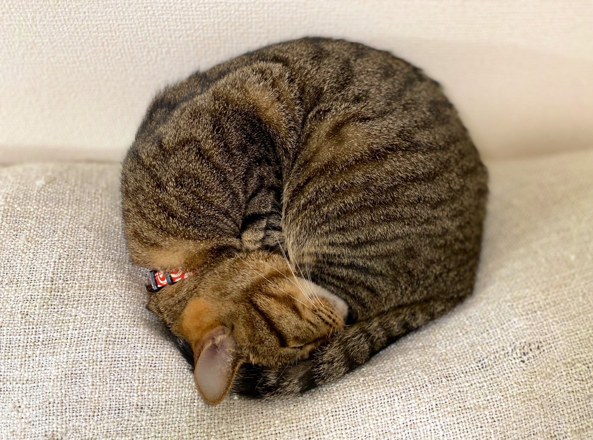 Aiko S Optimal Today