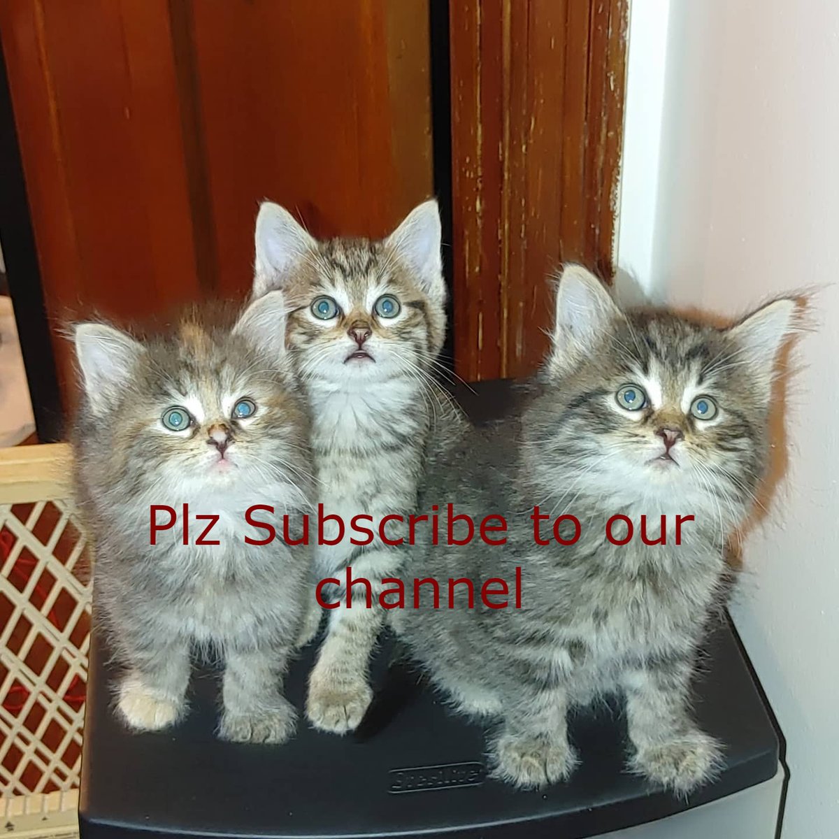 k_treasures's tweet photo. #catsoftwitter #catsontwitter #cats #adoptdontshop #catlovers #catlife #Caturday #catlovers #CatsofTwittter #catsofinstagram #catstagram #CatsLover #FYP https://t.co/yp5GjUbtZs