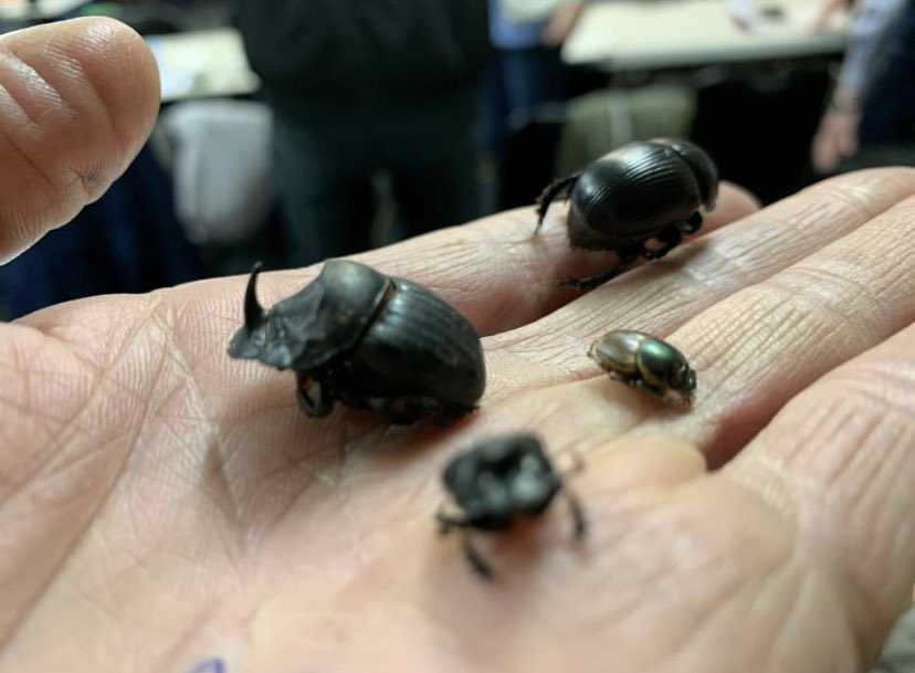 Leschenault CC (@leschenaultcc) on Twitter photo Want to learn about the benefits of dung beetles in the cycling of livestock waste? Join us and the Warren Catchment Council in Donnybrook this Friday for a field walk and talk. To register and for more info please contact kathy.dawson@warrencc.org.au Want to learn about the benefits of dung beetles in the cycling of livestock waste? Join us and the Warren Catchment Council in Donnybrook this Friday for a field walk and talk. To register and for more info please contact kathy.dawson@warrencc.org.au