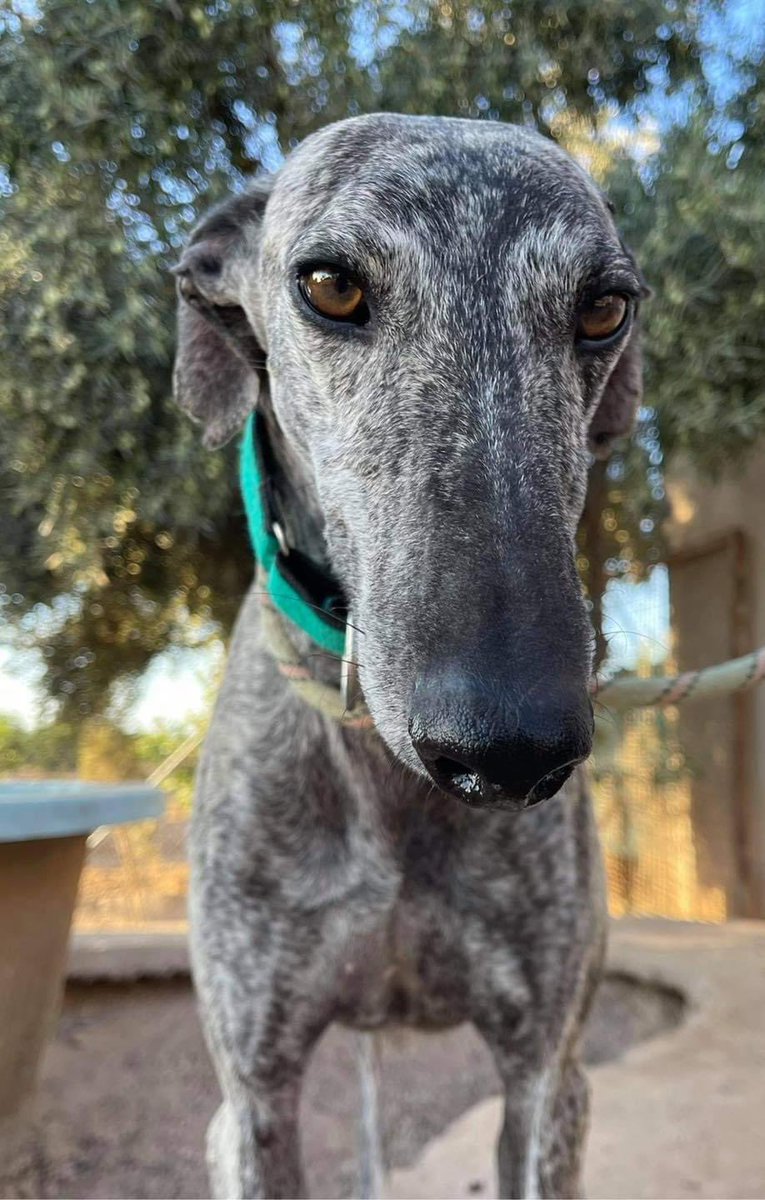 Meet Pitu❤️2 yrs old he arrived last week. Super confident, loves to play, loves people, do zoomies &amp; snooze. Would be great for a 1st time sighthound owner, not full of those fears we usually see. He’s trying to hypnotise you with the look of please adopt me, I need a sofa 🙏 🥰
