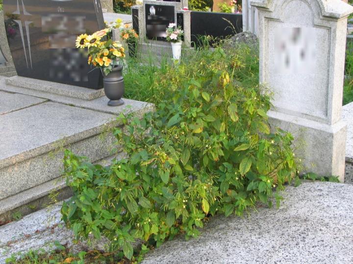 AgriPlantSoil's tweet photo. What is the role of #cemeteries in #AlienPlant species dispersal? Researchers from Institute of #NatureConservation PAS reveal how land use type of adjacent surroundings of burial places may enhance dispersion process. https://t.co/qxATldNGGP https://t.co/8Ky4o4Y5T1