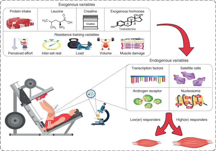 Stuart Phillips (he/him) (@mackinprof) on Twitter photo Resistance Exercise, Aging, Disuse, and Muscle Protein Metabolism onlinelibrary.wiley.com/doi/10.1002/cp…
via <a href="/james_mckendry/">James McKendry, Ph.D.</a> <a href="/tjstokes5/">Tanner Stokes, Ph.D.</a> & <a href="/MACleod_JC/">Jonathan Mcleod</a> #goodreads Resistance Exercise, Aging, Disuse, and Muscle Protein Metabolism onlinelibrary.wiley.com/doi/10.1002/cp…
via <a href="/james_mckendry/">James McKendry, Ph.D.</a> <a href="/tjstokes5/">Tanner Stokes, Ph.D.</a> & <a href="/MACleod_JC/">Jonathan Mcleod</a> #goodreads