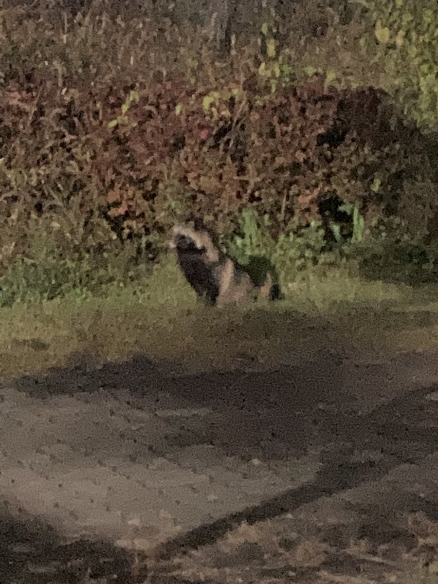 cwyang's tweet photo. 너구리 たぬき a raccoon greeted me on my way home. :-D https://t.co/PsJNdBI58T